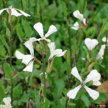 Arúgula - Eruca vesicaria subsp.sativa