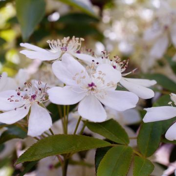 Rosa banksiae Alba - Rosal de Banksia