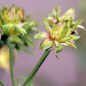 Rosa Viridiflora - Rosa china