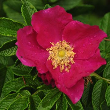 Rosal rugosa