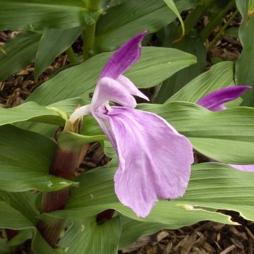 Roscoea purpurea Dalaï Lama