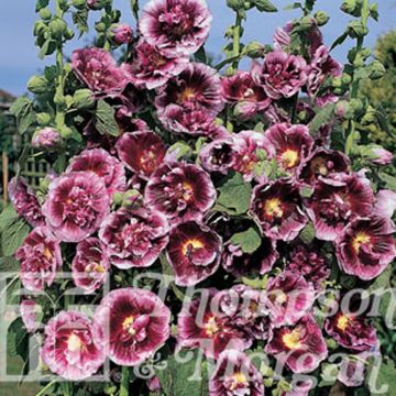 Alcea rosea Crème de cassis - Malva real