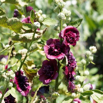 Alcea rosea Chater's Double Violet - Malva real