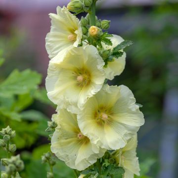 Alcea rosea Sunshine - Malva real