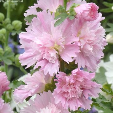 Alcea rosea Spring Celebrities Pink - Malva real