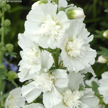 Alcea rosea Spring Celebrities White - Malva real