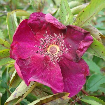 Rosal rugosa Basye's Purple Rose