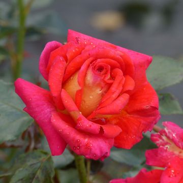 Rosal Parfum de Grasse