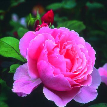 Rosal Brother Cadfael