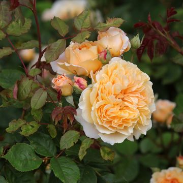 Rosal Crown Princess Margareta