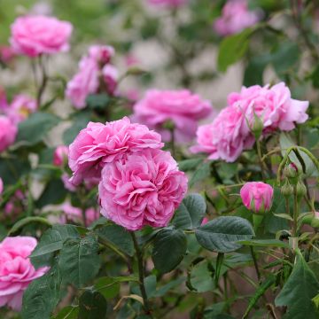 Rosal Gertrude Jekyll