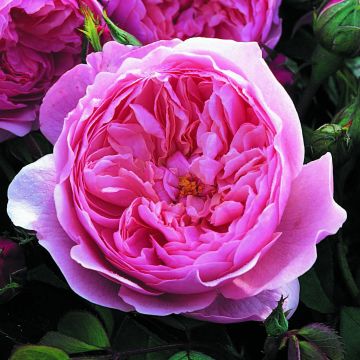 Rosal The Alnwick Rose