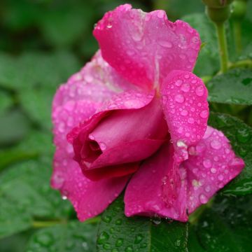 Rosal rugosa Wild Edric - Aushedge