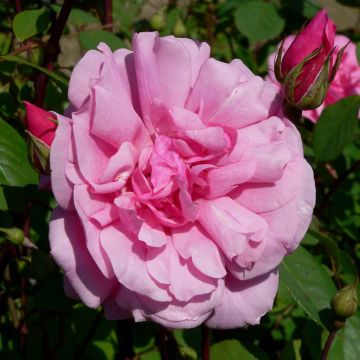 Rosal polyantha Cecile Brunner - Rosal trepador