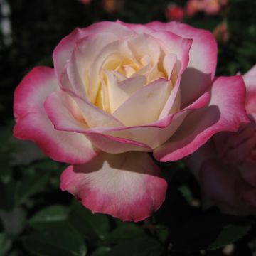 Rosal Laminuette