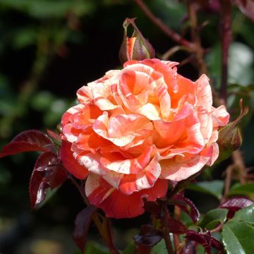 Rosal Oranges and Lemons