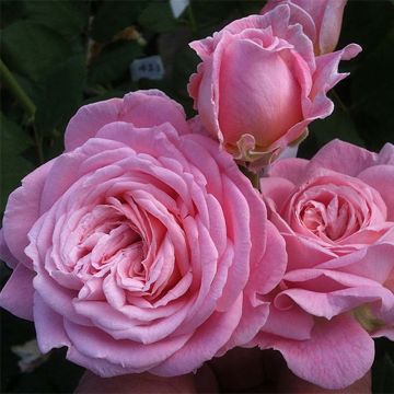 Rosal Parfuma Comtesse Marie Henriette