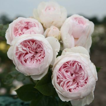 Rosal PARFUMA Duchesse Christiana