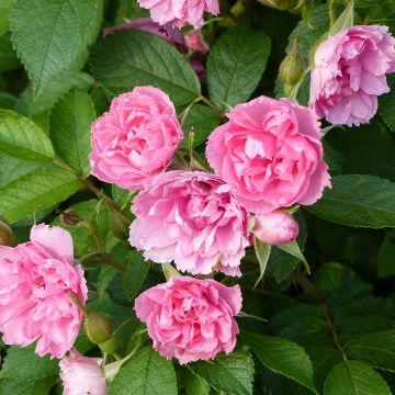 Rosal rugosa Pink Grootendorst