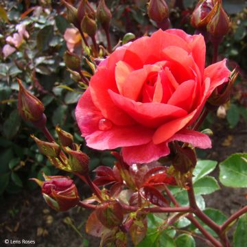 Rosal Folle Framboise