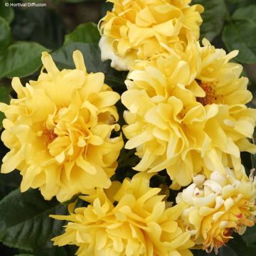 Rosal Golden Lady Ruffles