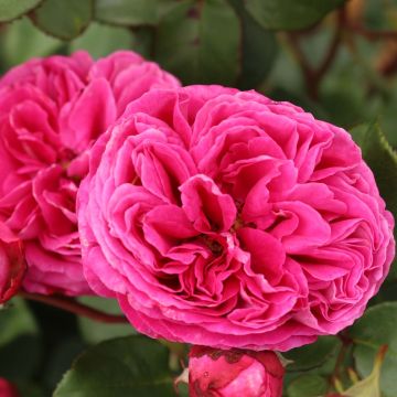 Rosal PARFUMA Baronne Caroline