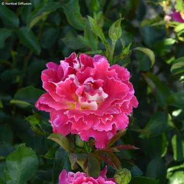 Rosal Pink Lady Ruffles