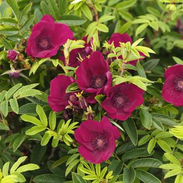 Rosal rugosa Strandperle