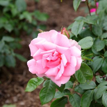 Rosal Ville de Saumur