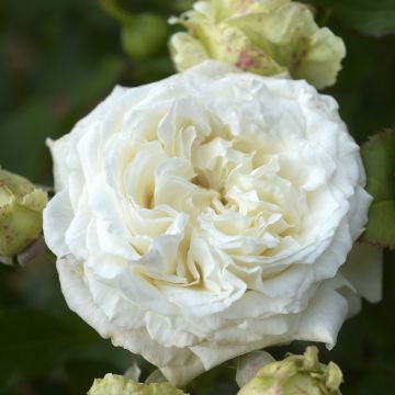 Rosal Crémet d'Anjou