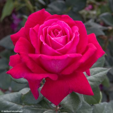 Rosal Elégance Française