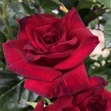 Rosal La rose Monsieur