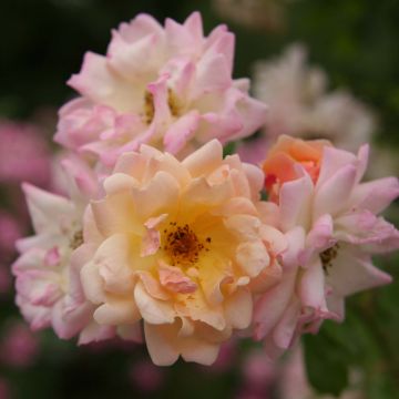 Rosal trepadora Phyllis Bide