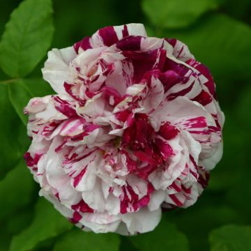 Rosal Variegata di Bologna