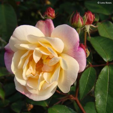 Rosal Apricot Bells