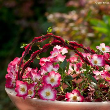 Rosal Bukavu Lenbrirus