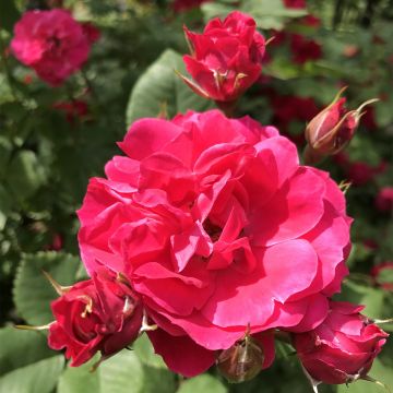 Rosal Cerise Bouquet