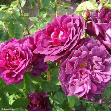 Rosal gallica officinalis Etoile Pourpre