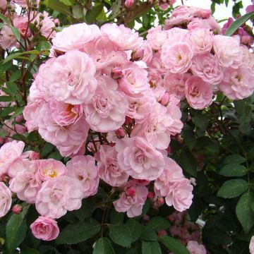 Rosal Heavenly Pink