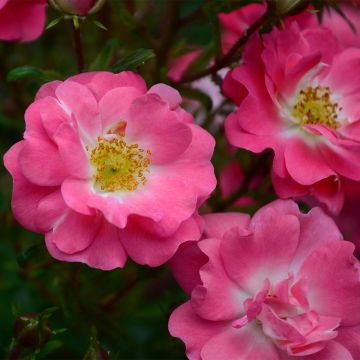 Rosa californica Plena