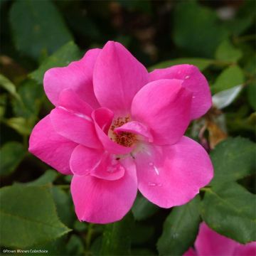 Rosal Pink Knock Out - Rosal tapizante