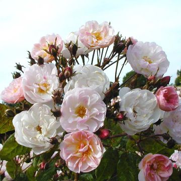 Rosal Dentelle de Malines lenfiro - Rosal trepador