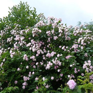 Rosal Frau Eva Schubert - Rosal trepador