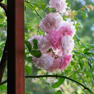 Rosal multiflora Seven Sisters Rose - Rosal trepadora