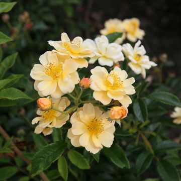 Rosal Siluetta Sunny - Rosal trepador