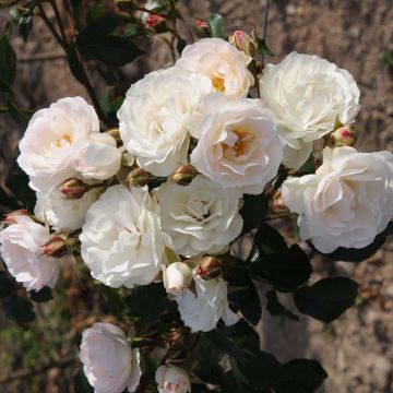 Rosal Bordure Blanche - Rosal tapizante