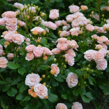 Rosal Bordure Nacrée - Rosal tapizante