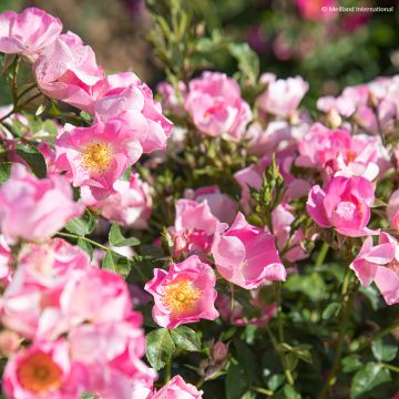 Rosal Friendly Pink