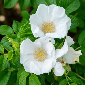 Rosal rugosa Alba