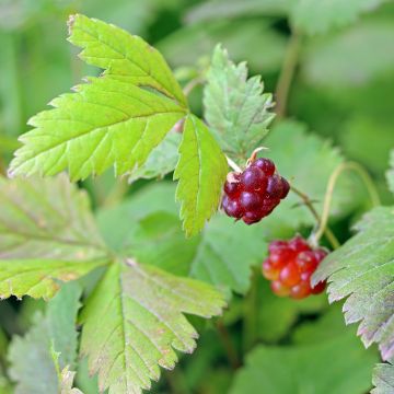 Té noruego Beata - Rubus arcticus